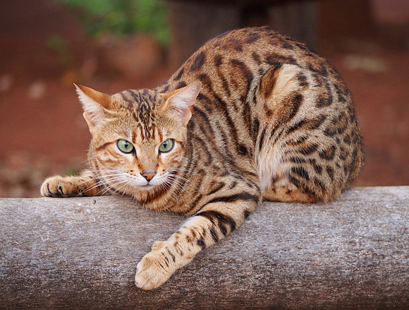Bengal cat (a domesticated cat breed with markings similar to small wildcats) that lives at lodge