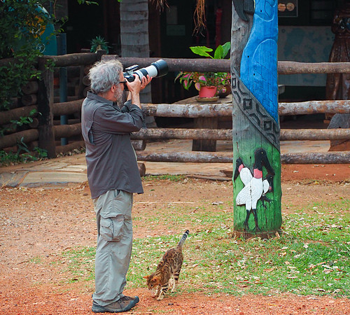 Bengal cat seeking Steve's attention