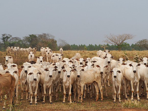 Wildlife and cattle share the same habitat