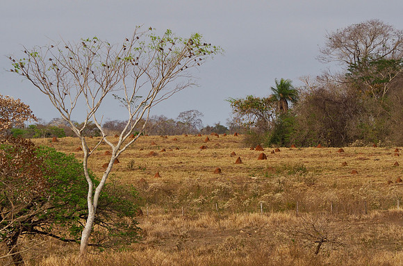 Termite mounds at Fazenda San Francisco
