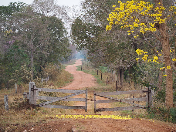 Scenic entrance to a road at Fazenda San Francisco