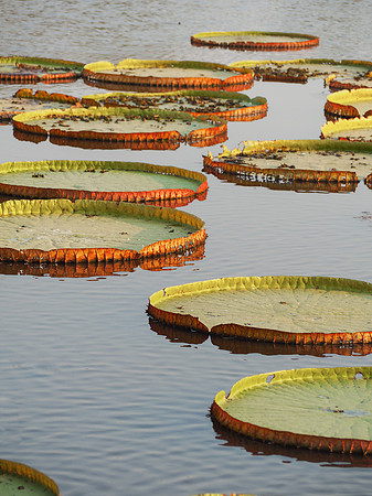 Water lily pads