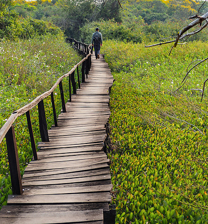 Rickety boardwalk over wetlands area