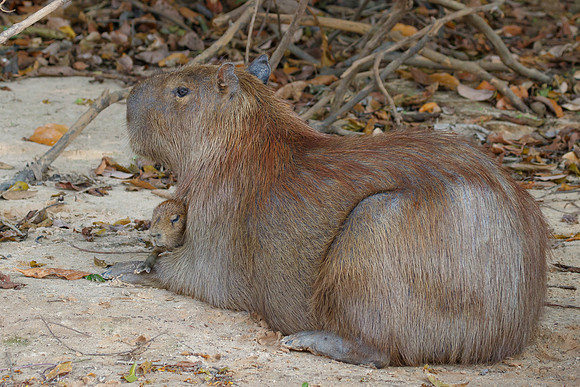 Capybara with young