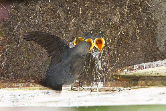 American Dipper, chicks being fed by parent