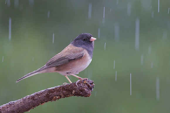 Dark-eyed Junco