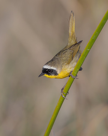 Common Yellowthroat