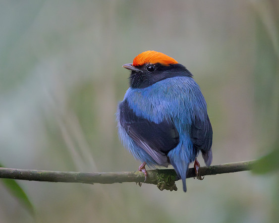 Swallow-tailed Manakin