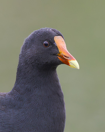 Common Gallinule