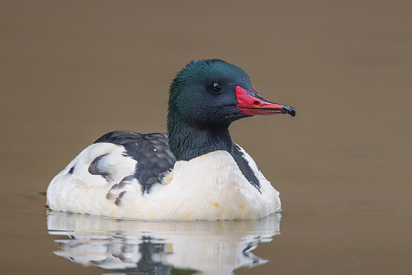 Common Merganser