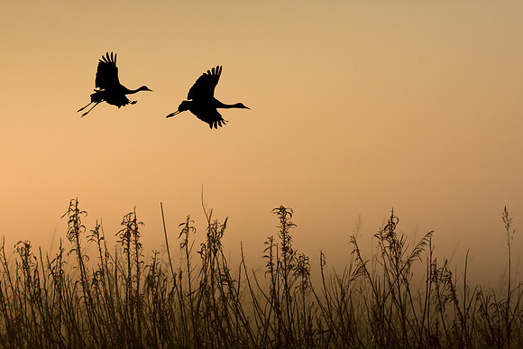 Silhouette of Sandhill Cranes at sunrise