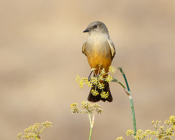 Say's Phoebe