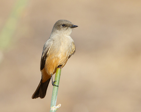 Say's Phoebe