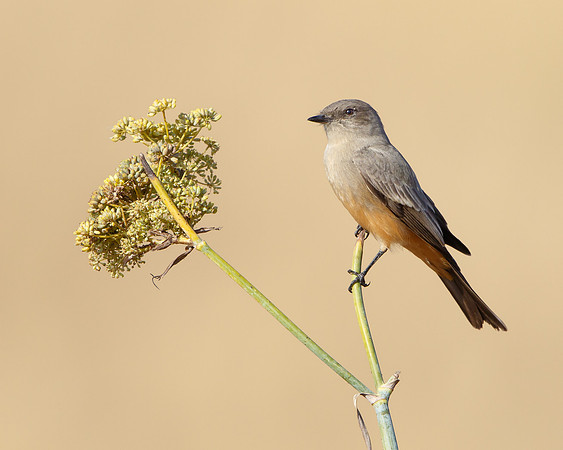Say's Phoebe