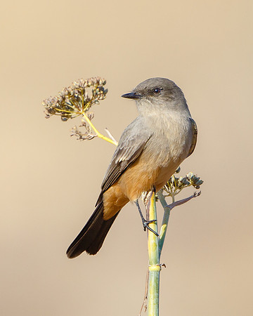 Say's Phoebe