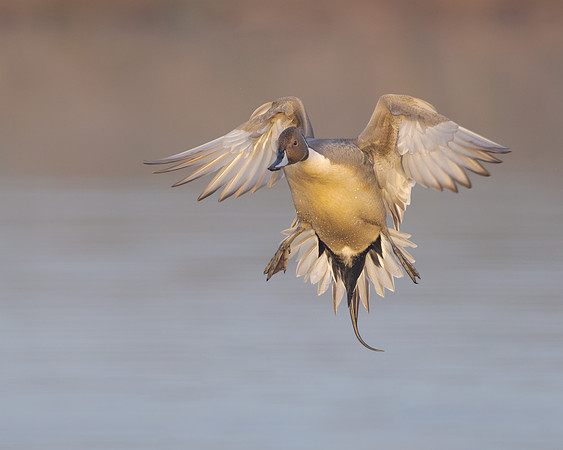 Northern Pintail