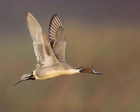 Northern Pintail