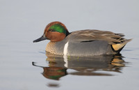 Green-winged Teal