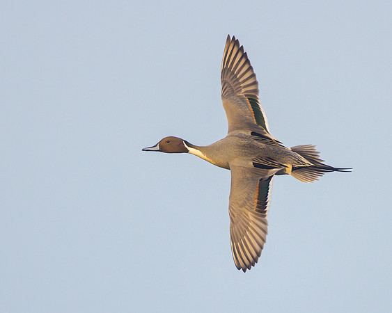 Northern Pintail
