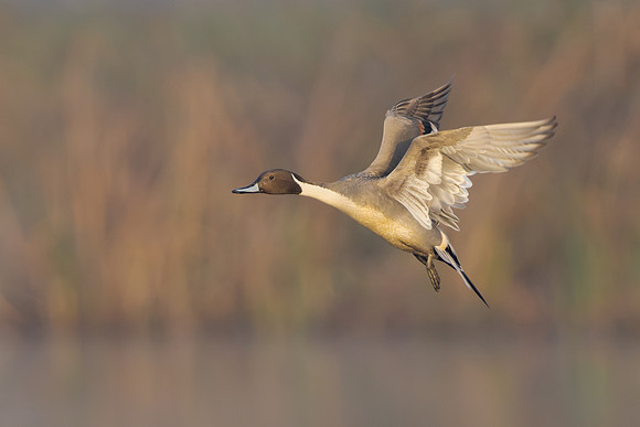 Northern Pintail