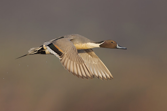 Northern Pintail