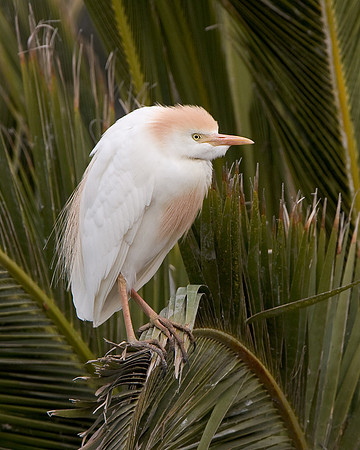 Cattle Egret