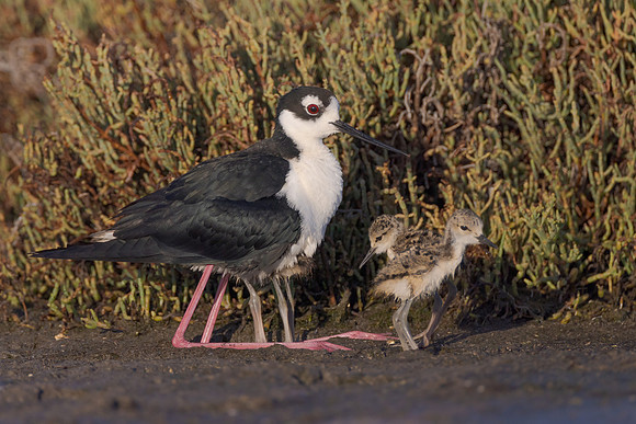 Black-necked stilt, with 4 chicks