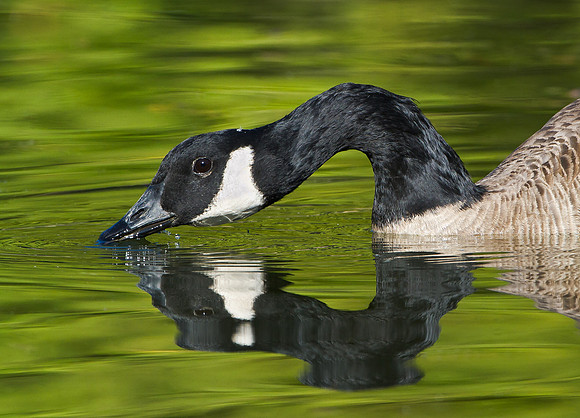 Canada Goose
