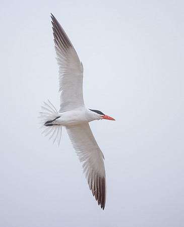 Caspian Tern