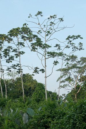 We moved on to Sarapiqui, our fourth and final location in the hot lowlands. Our local guide, Randall, spotted a sloth near the top of a tall tree.
