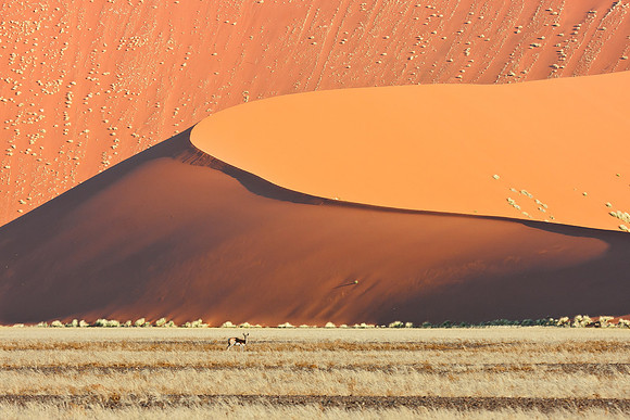 Springbok & dunes