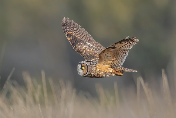 Long-eared Owl