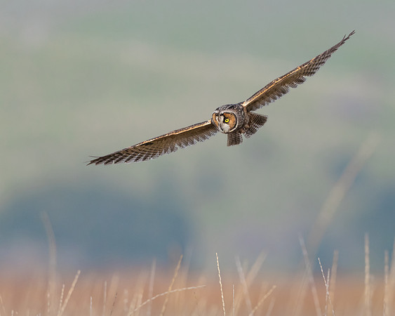 Long-eared Owl, searching for prey