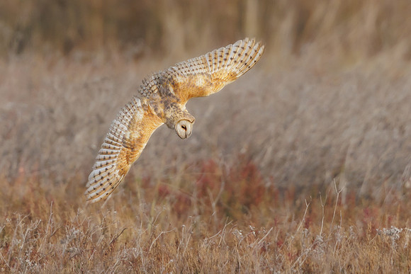 Barn Owl, diving at prey