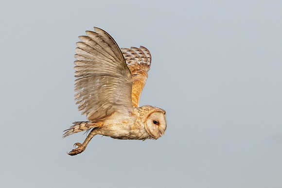 Barn Owl