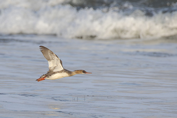 Red-breasted Merganser