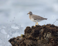 Surfbird