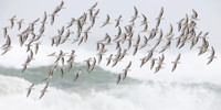 Sanderlings