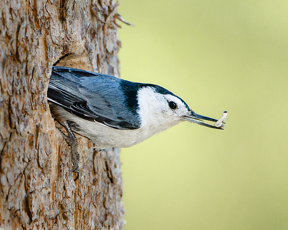 White-breasted Nuthatch, leaving nest with fecal sac