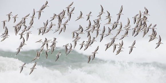 Sanderlings