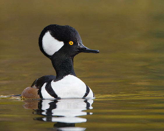 Hooded Merganser, male