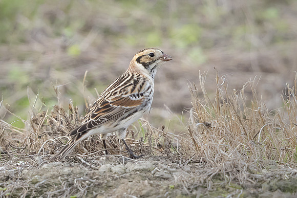 Lapland Longspur