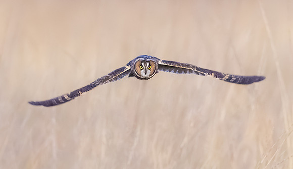 Long-eared Owl