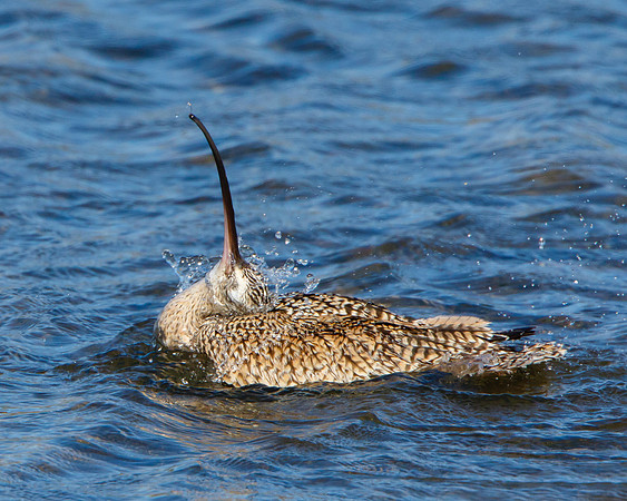 Long-billed Curlew, bathing