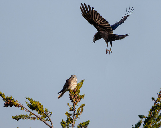American Kestrel & Crow