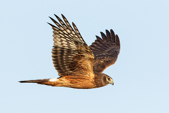 Northern Harrier