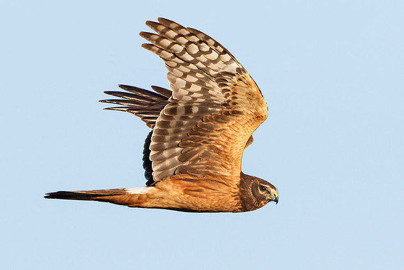 Northern Harrier
