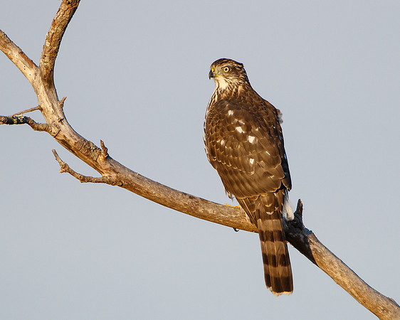 Cooper's Hawk