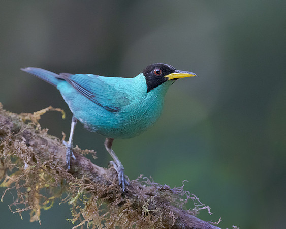 Green Honeycreeper