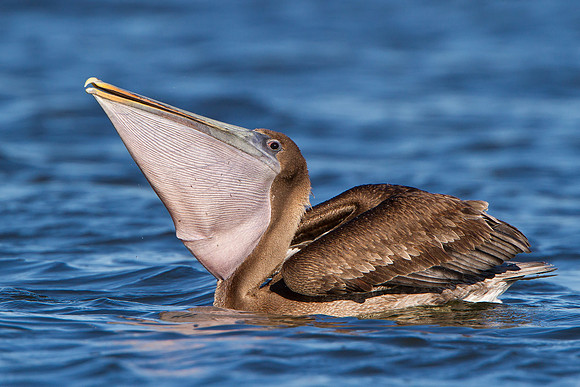 Brown Pelican, juvenile feeding